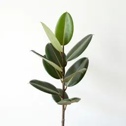 Rubber plant