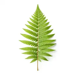 Silver fern frond