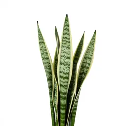 Snake plant