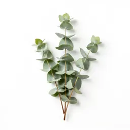 Sprig of eucalyptus