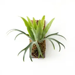 Staghorn fern mounted