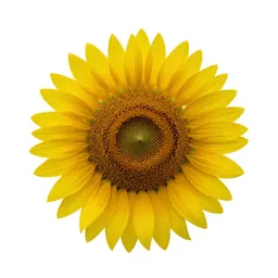 Sunflower head