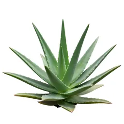 Aloe vera rosette
