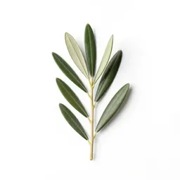Olive branch