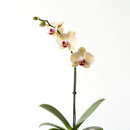 Orchid with arching stems