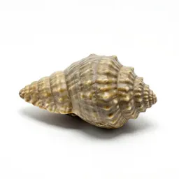 Fossil trilobite