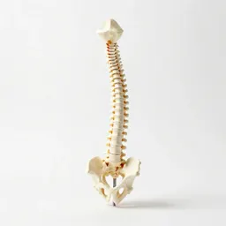 Spine anatomical model
