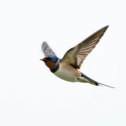 Barn swallow in flight