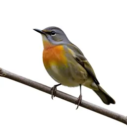 Bellbird on a branch