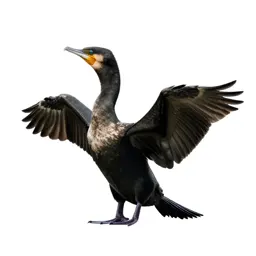 Cormorant drying its wings