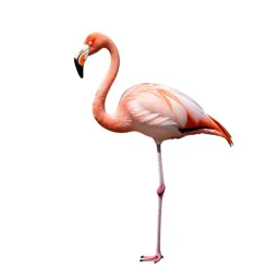 Flamingo on one leg