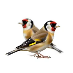Goldfinch