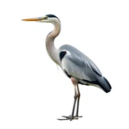 Heron standing still