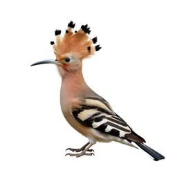 Hoopoe with its crest raised