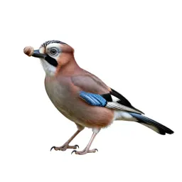 Jay with acorn