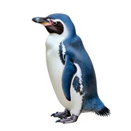 Little blue penguin