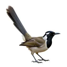 Lyrebird with its tail arched