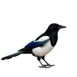 Magpie