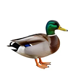 Mallard duck