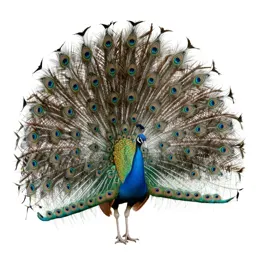 Peacock displaying