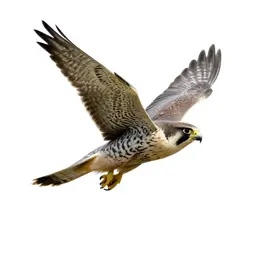Peregrine falcon stooping