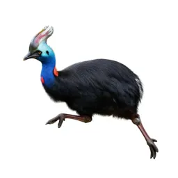Pukeko mid-stride