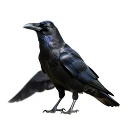 Raven