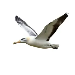 Royal albatross gliding