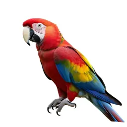 Scarlet macaw