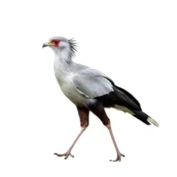 Secretary bird striding