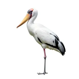 Shoebill stork