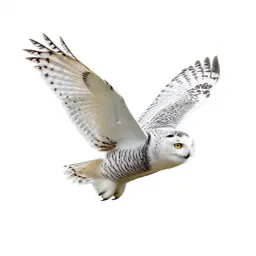 Snowy owl in flight