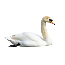 Swan gliding