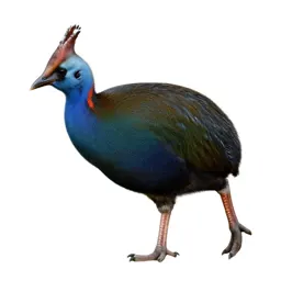 Takahe