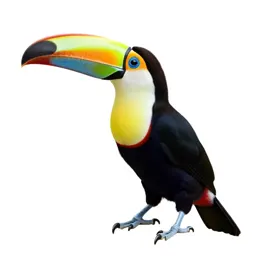 Toucan with an oversized bill