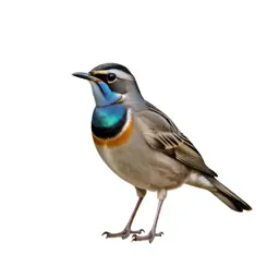 Tui with an iridescent throat