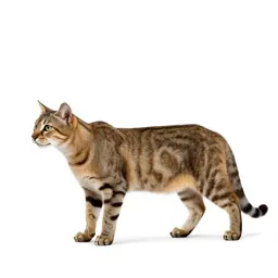 Sabre-toothed cat
