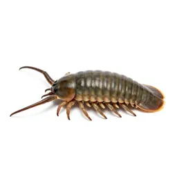 Trilobite on the seafloor