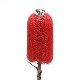 Banksia flower