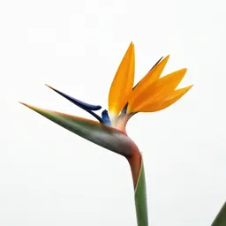 Bird of paradise flower
