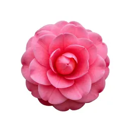 Camellia bloom