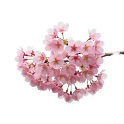 Cherry blossom cluster