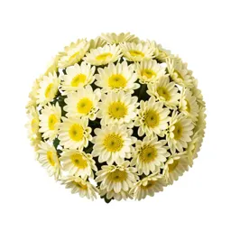 Chrysanthemum