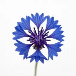 Cornflower
