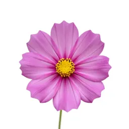 Cosmos flower