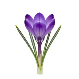 Crocus