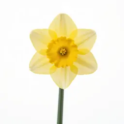 Daffodil