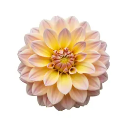 Dahlia with tight petals