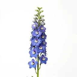 Delphinium stem