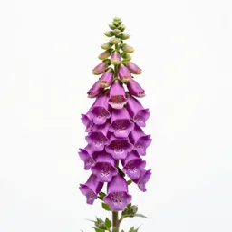 Foxglove spire